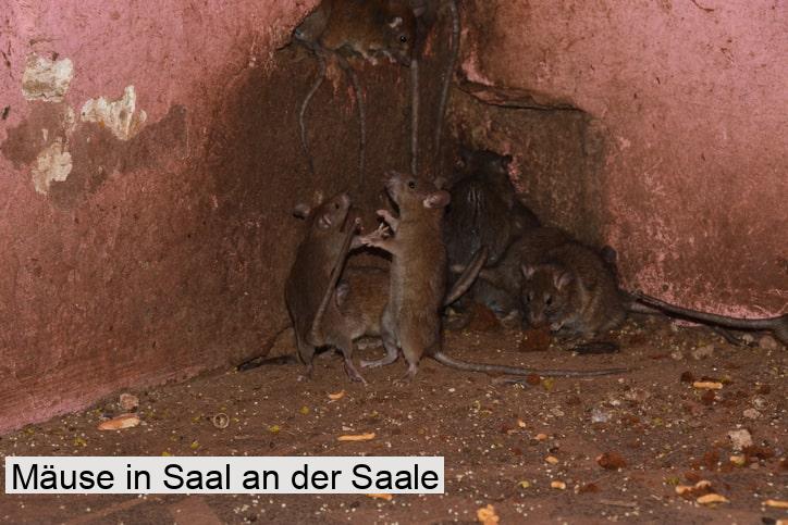 Mäuse in Saal an der Saale